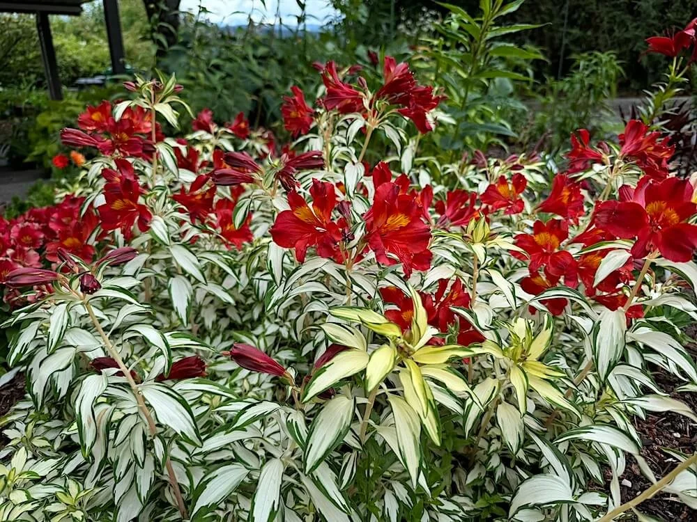 Alstroemeria x 'AlsDun01' (Rock & Roll Peruvian Lily) — Northwest